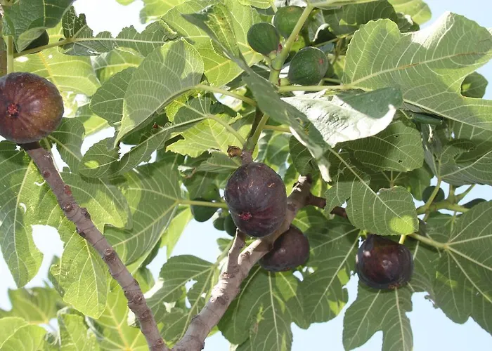 דירה Antica Macina