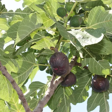 Апартаменты Antica Macina